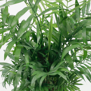 Large Bamboo Palm (100m) in Luxen Planter