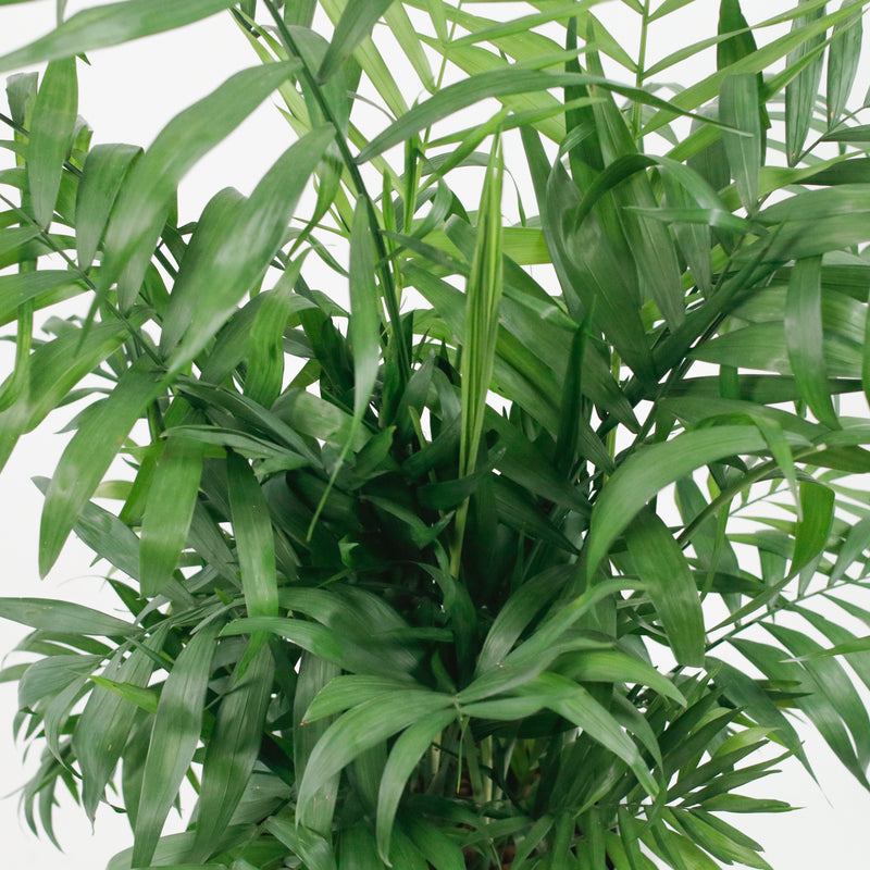 Large Bamboo Palm (100m) in Luxen Planter