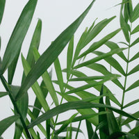 Large Bamboo Palm (100m) in Luxen Planter