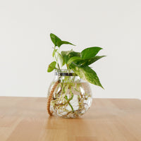 Money Plant (Small) in Glass Bowl