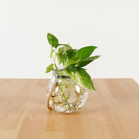 Money Plant (Small) in Glass Bowl