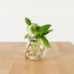 Money Plant (Small) in Glass Bowl
