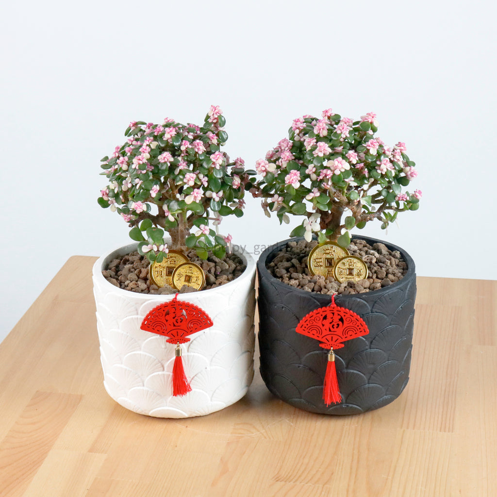 Pink Jade Bonsai in Oriental Planter (树马齿苋)