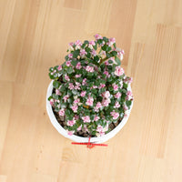 Pink Jade Bonsai in Oriental Planter (树马齿苋)