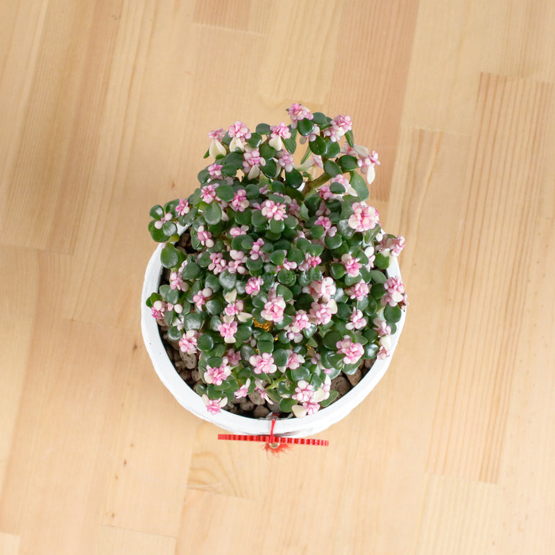 Pink Jade Bonsai in Oriental Planter (树马齿苋)