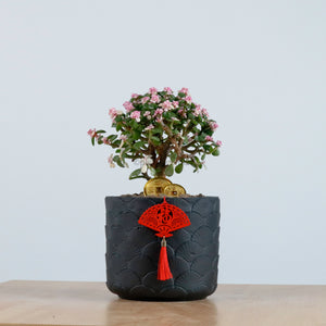 Pink Jade Bonsai in Oriental Planter (树马齿苋)