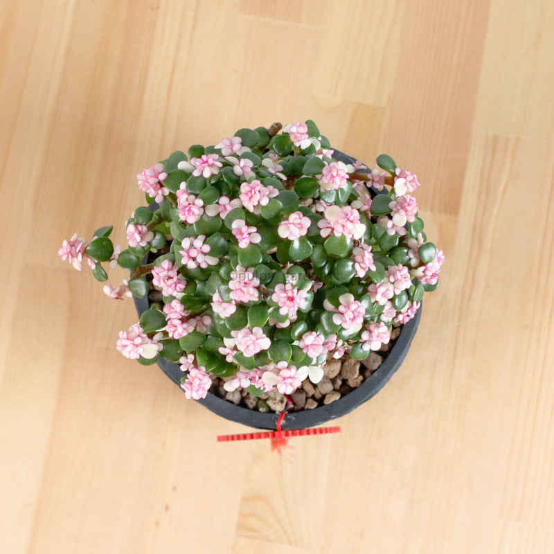 Pink Jade Bonsai in Oriental Planter (树马齿苋)