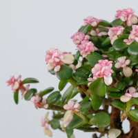 Pink Jade Bonsai in Oriental Planter (树马齿苋)