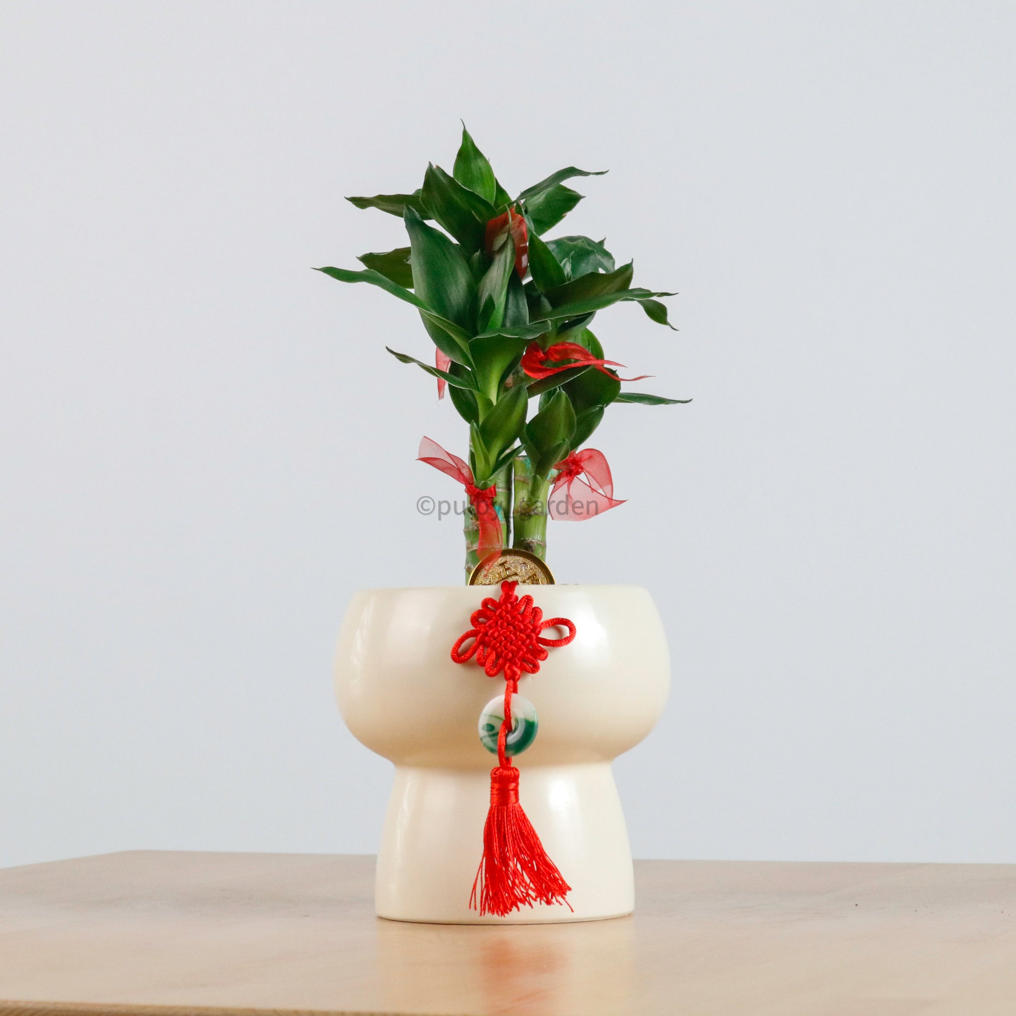 lucky bamboo pots online Lucky Bamboo in Plump Planter – Pulpy Garden