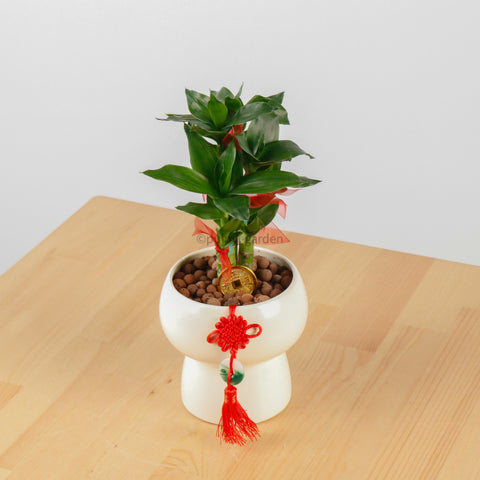 lucky bamboo pot size Lucky Bamboo in Plump Planter – Pulpy Garden