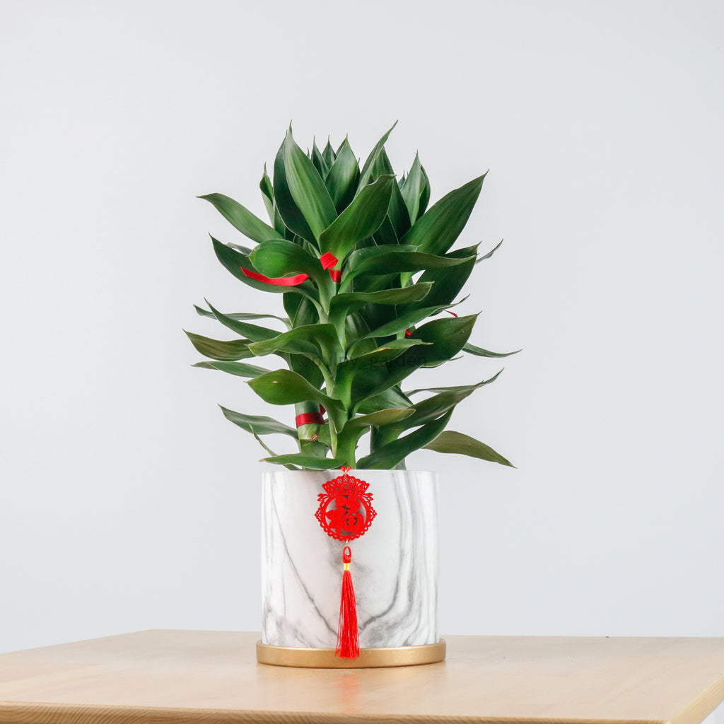 Lotus Bamboo in Marble Planter (太阳神)