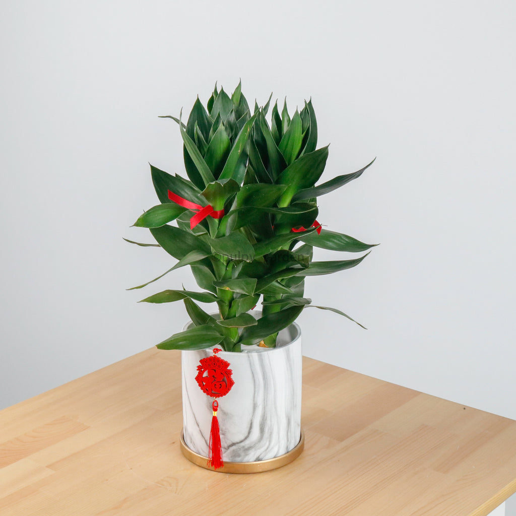 Lotus Bamboo in Marble Planter (太阳神)