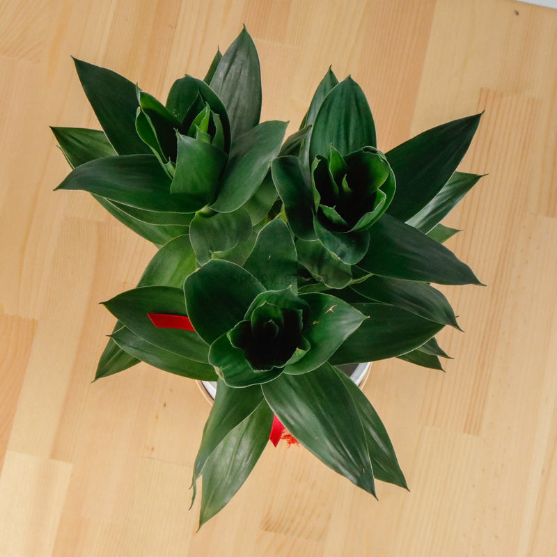 Lotus Bamboo in Marble Planter (太阳神)