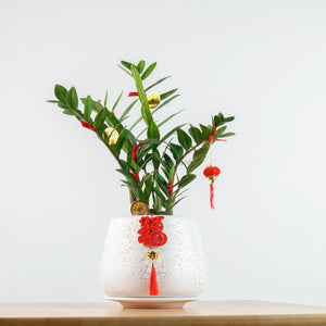 ZZ Plant aka jin qian shu (Small) (金钱树) in Crack Shell Planter