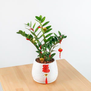 ZZ Plant aka jin qian shu (Small) (金钱树) in Crack Shell Planter