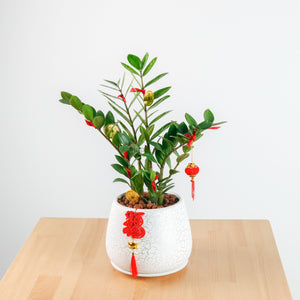 ZZ Plant aka jin qian shu (Small) (金钱树) in Crack Shell Planter