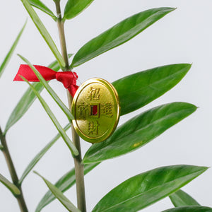 Large ZZ Plant aka jin qian shu (90cm) (金钱树) with CNY Decor