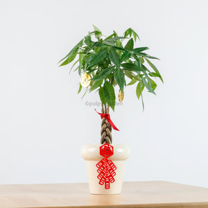 Pachira Twist in CNY Planter (Small 38cm) (发财树 - Fa Cai Shu)