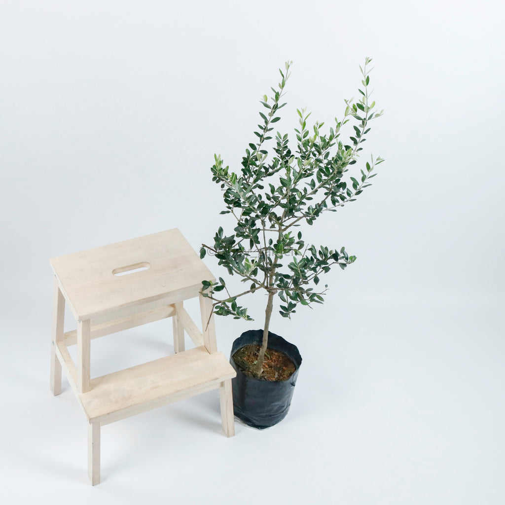 Large Olive Tree (油橄欖)(95cm) in Nursery Grow Pot