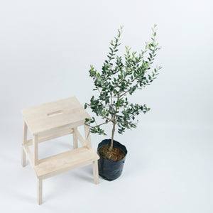 Large Olive Tree (油橄欖)(95cm) in Nursery Grow Pot