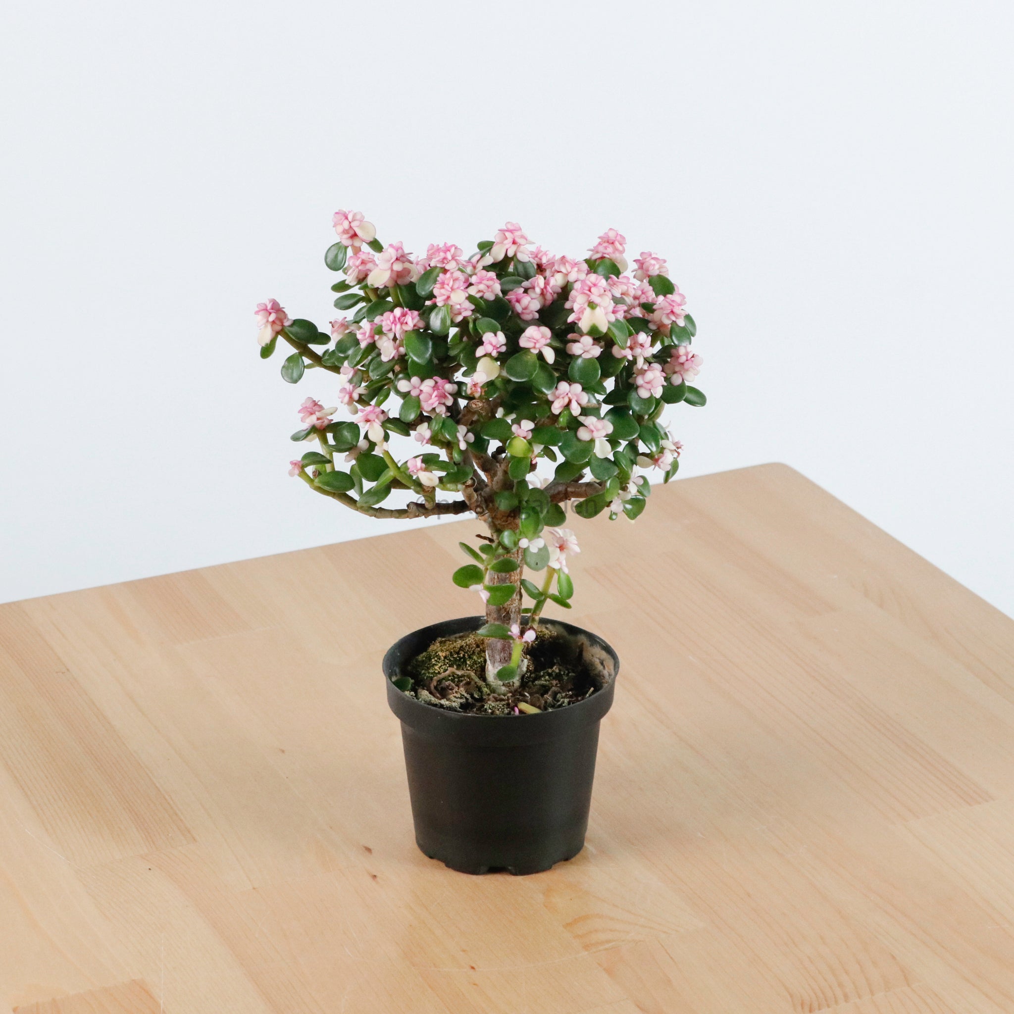 pink jade bonsai tree Pink Jade Bonsai in Nursery Grow Pot (树马齿苋) – Pulpy Garden