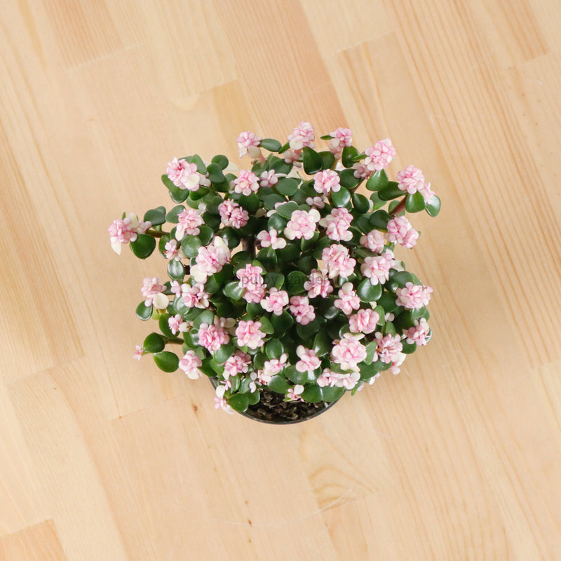 pink jade bonsai tree Pink Jade Bonsai in Nursery Grow Pot (树马齿苋) – Pulpy Garden