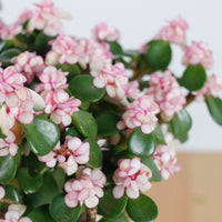 Pink Jade Bonsai in Nursery Grow Pot (树马齿苋)