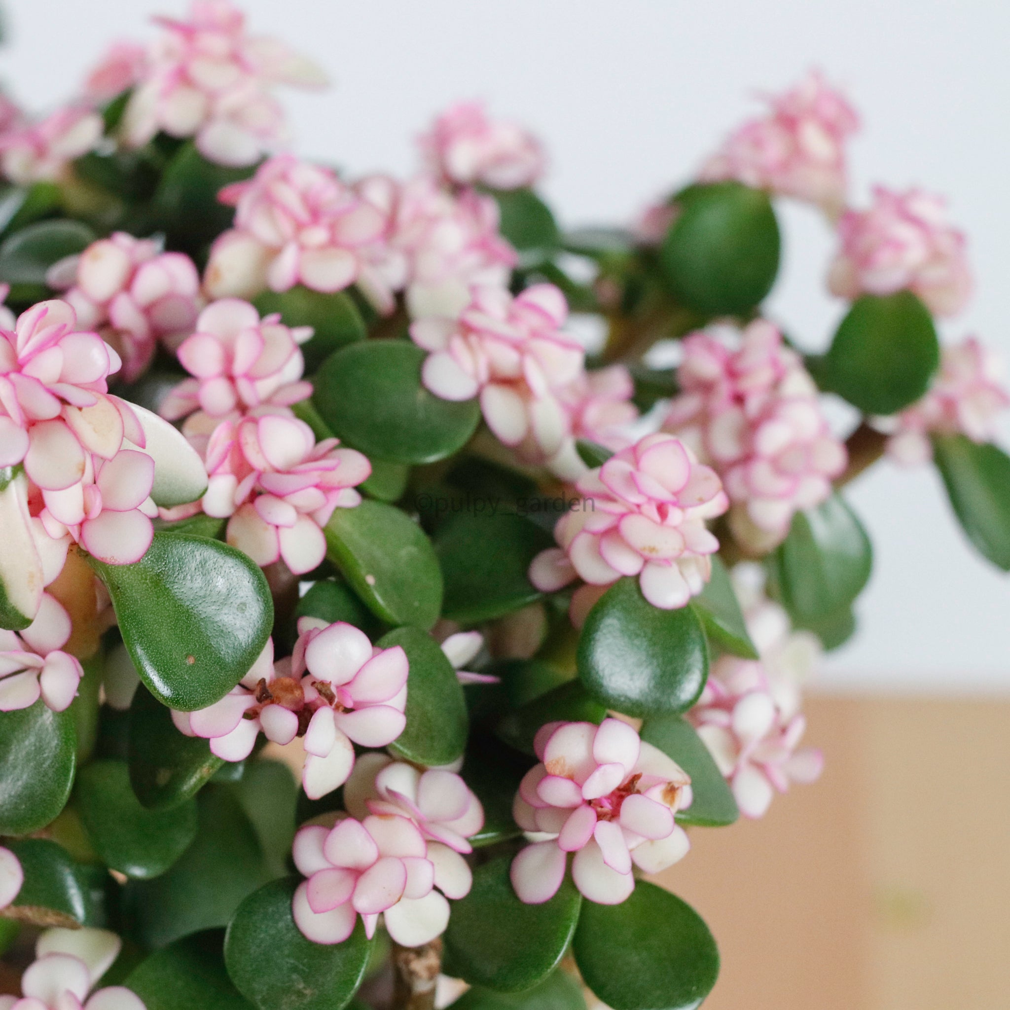 jade plant pink bloom Pink Jade Bonsai in Nursery Grow Pot (树马齿苋) – Pulpy Garden