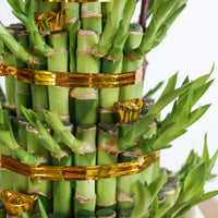 Lucky Bamboo Tower (5 Levels) in Beige Potts