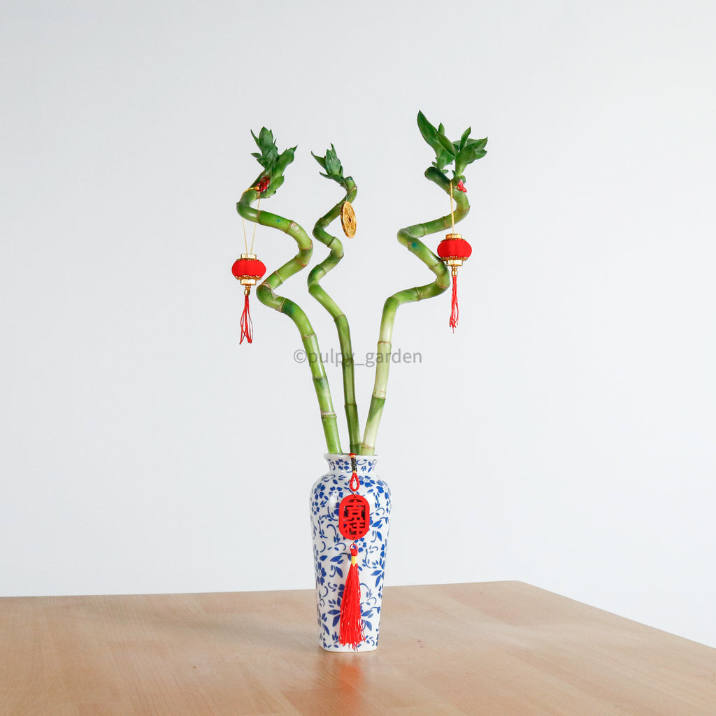 Lucky Bamboo (40cm) in Dream Vase