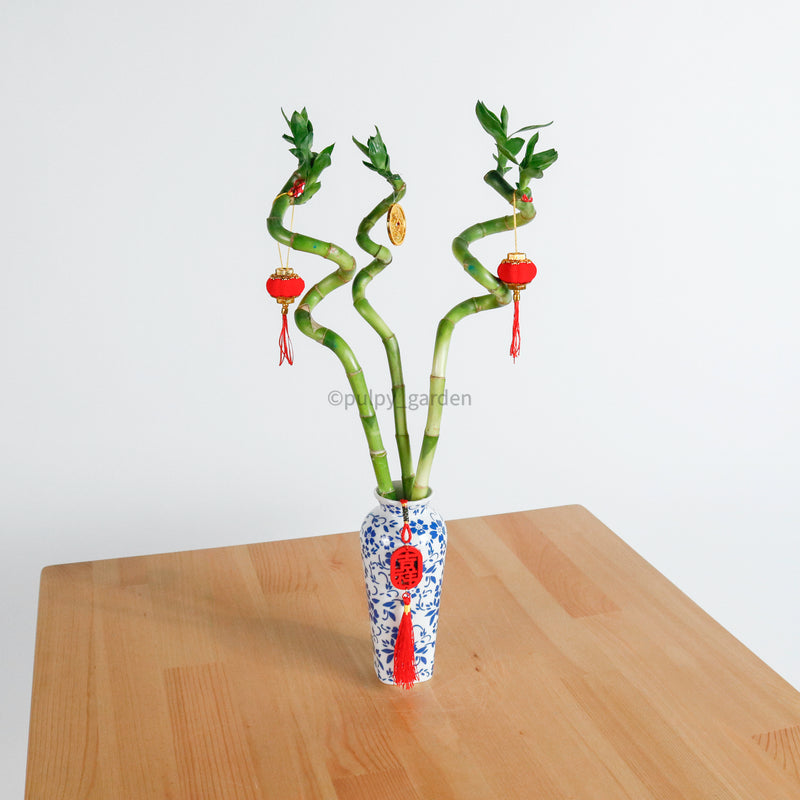 Lucky Bamboo (40cm) in Dream Vase