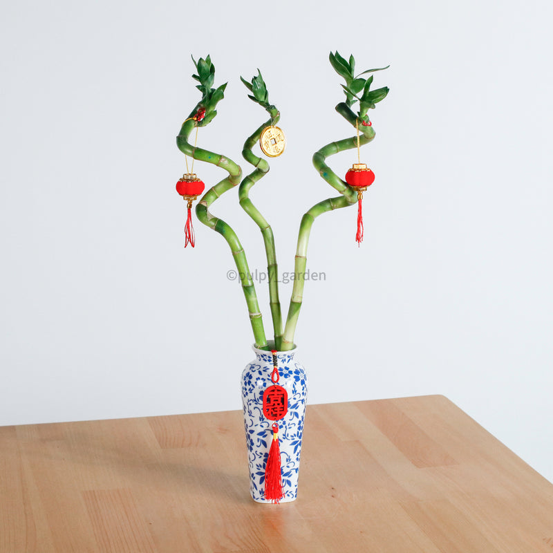 Lucky Bamboo (40cm) in Dream Vase