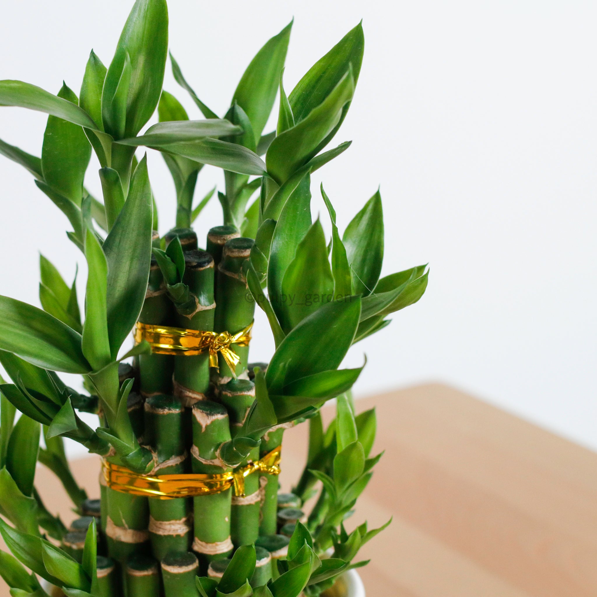 lucky bamboo en tierra Lucky Bamboo Tower (3 Levels) in Ceramic Planter – Pulpy Garden