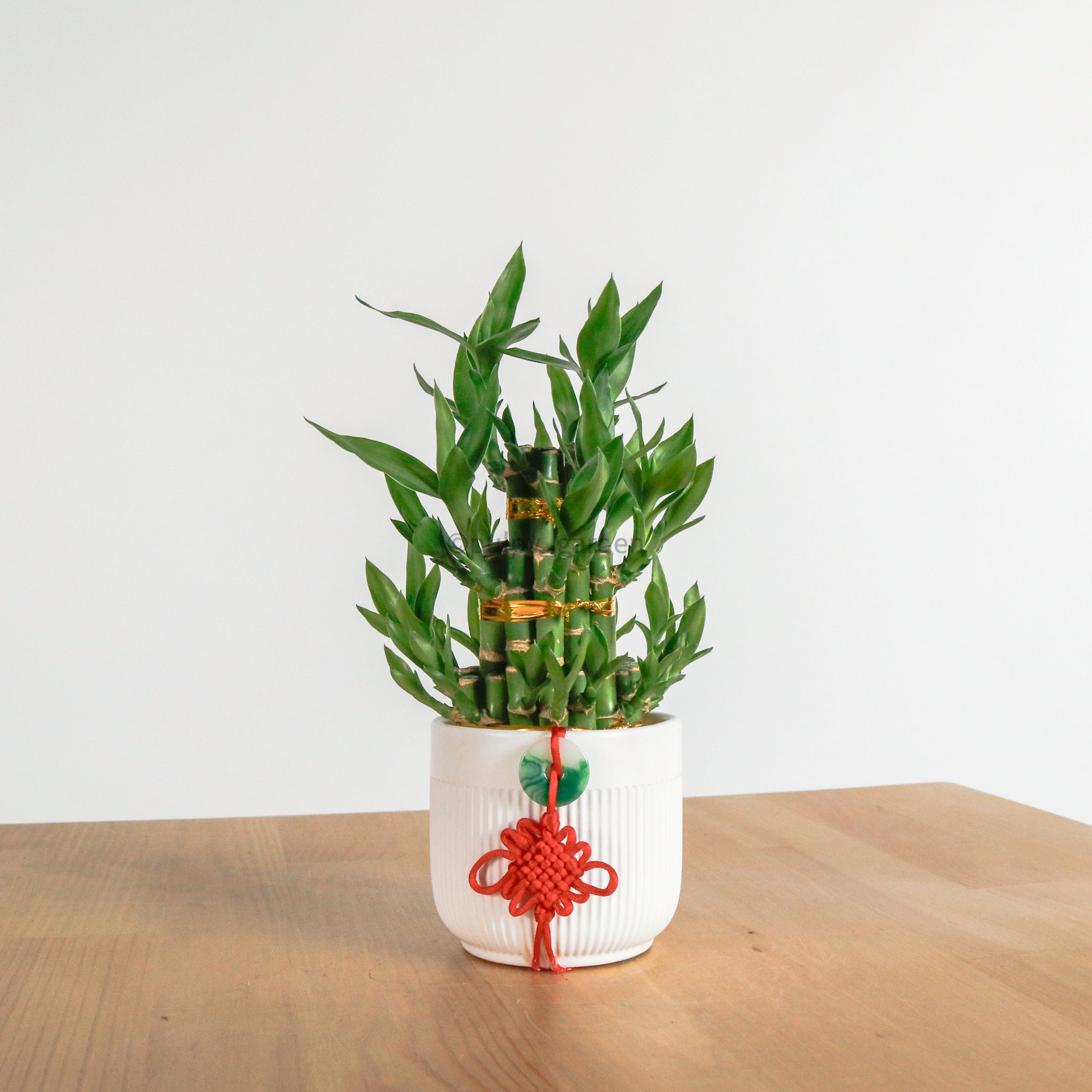 lucky bamboo pots online Lucky Bamboo Tower (3 Levels) in Ceramic Planter – Pulpy Garden