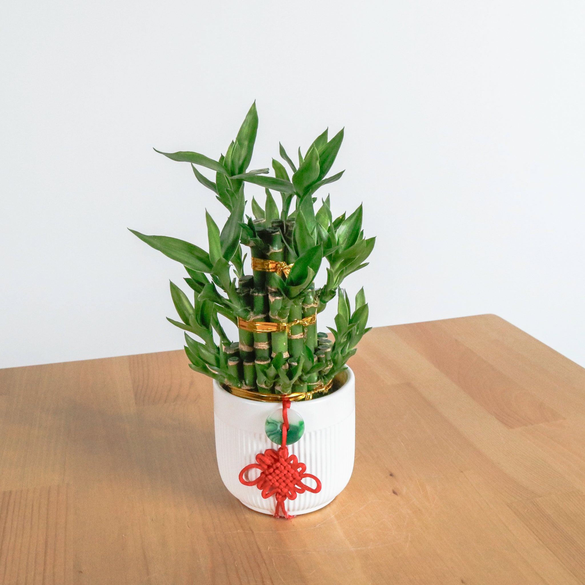 lucky bamboo plant containers Lucky Bamboo Tower (3 Levels) in Ceramic Planter – Pulpy Garden