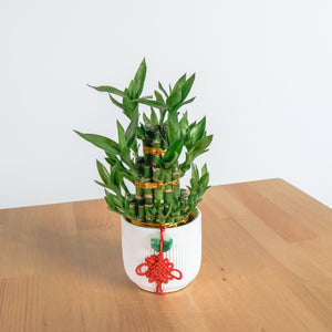 Lucky Bamboo Tower (3 Levels) in Ceramic Planter