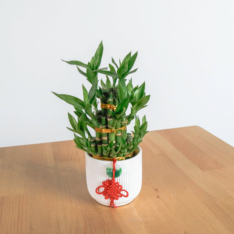 lucky bamboo planter Lucky Bamboo Tower (3 Levels) in Ceramic Planter – Pulpy Garden
