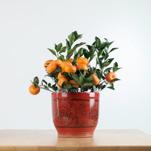 Small China Mandarin Tree in Ceramic Planter