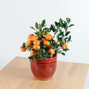 Small China Mandarin Tree in Ceramic Planter