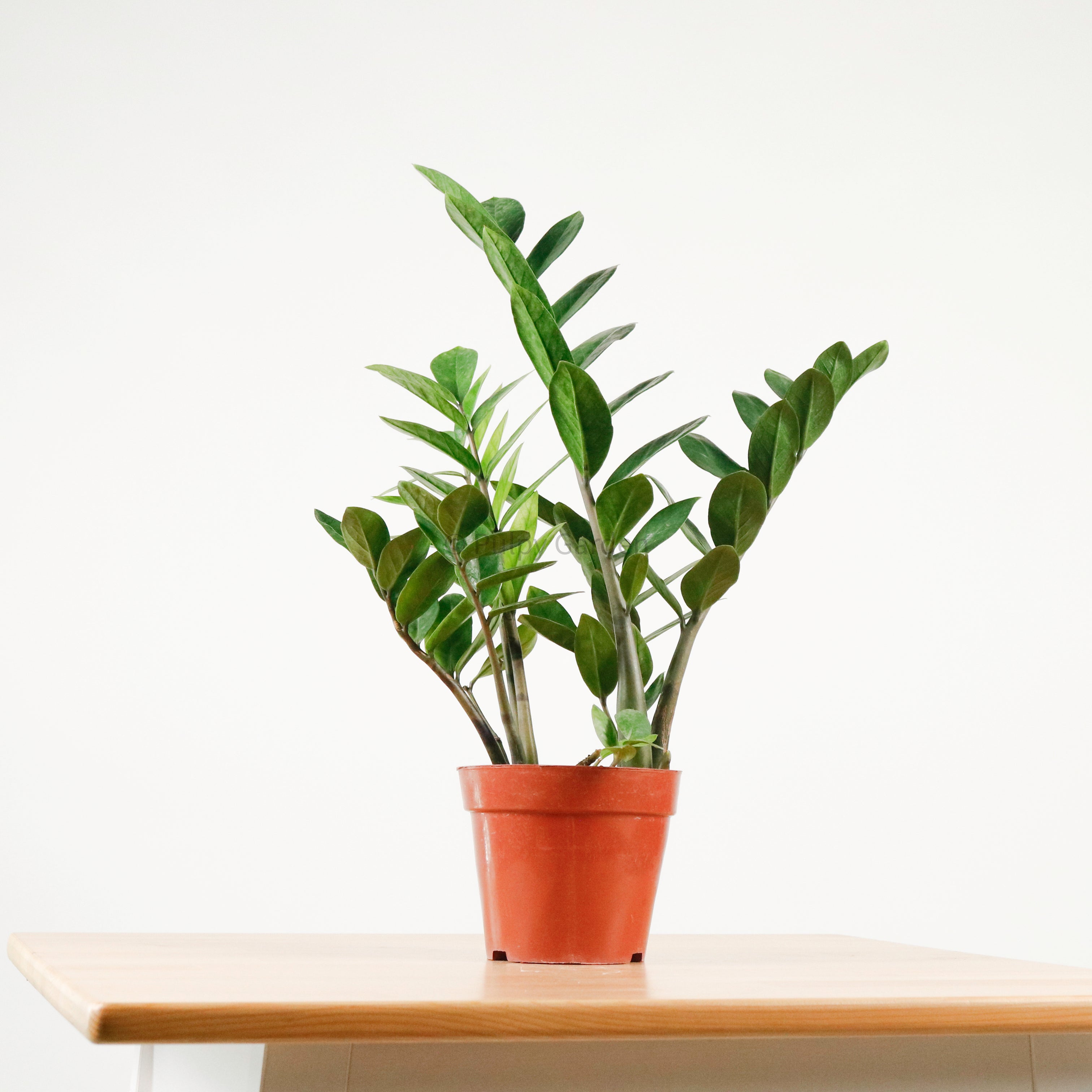 ZZ Plant aka jin qian shu (金钱树) in Nursery Grow Pot – Pulpy Garden