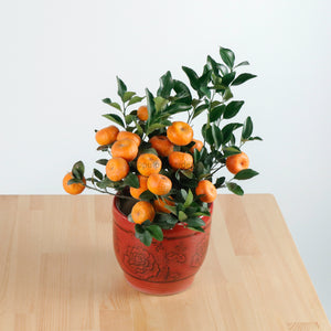 Small China Mandarin Tree in Ceramic Planter