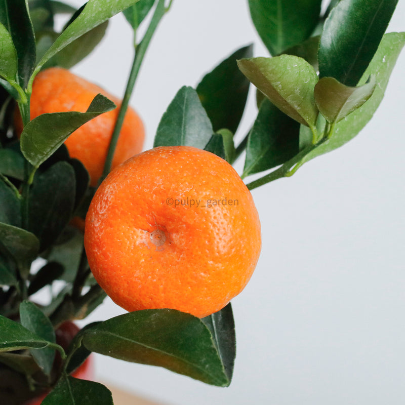 Small China Mandarin Tree in Ceramic Planter