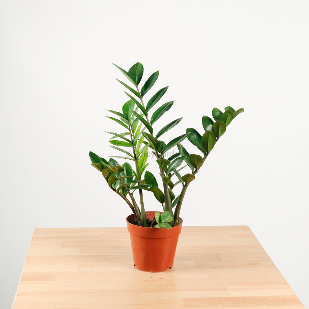 ZZ Plant aka jin qian shu (金钱树) in Nursery Grow Pot