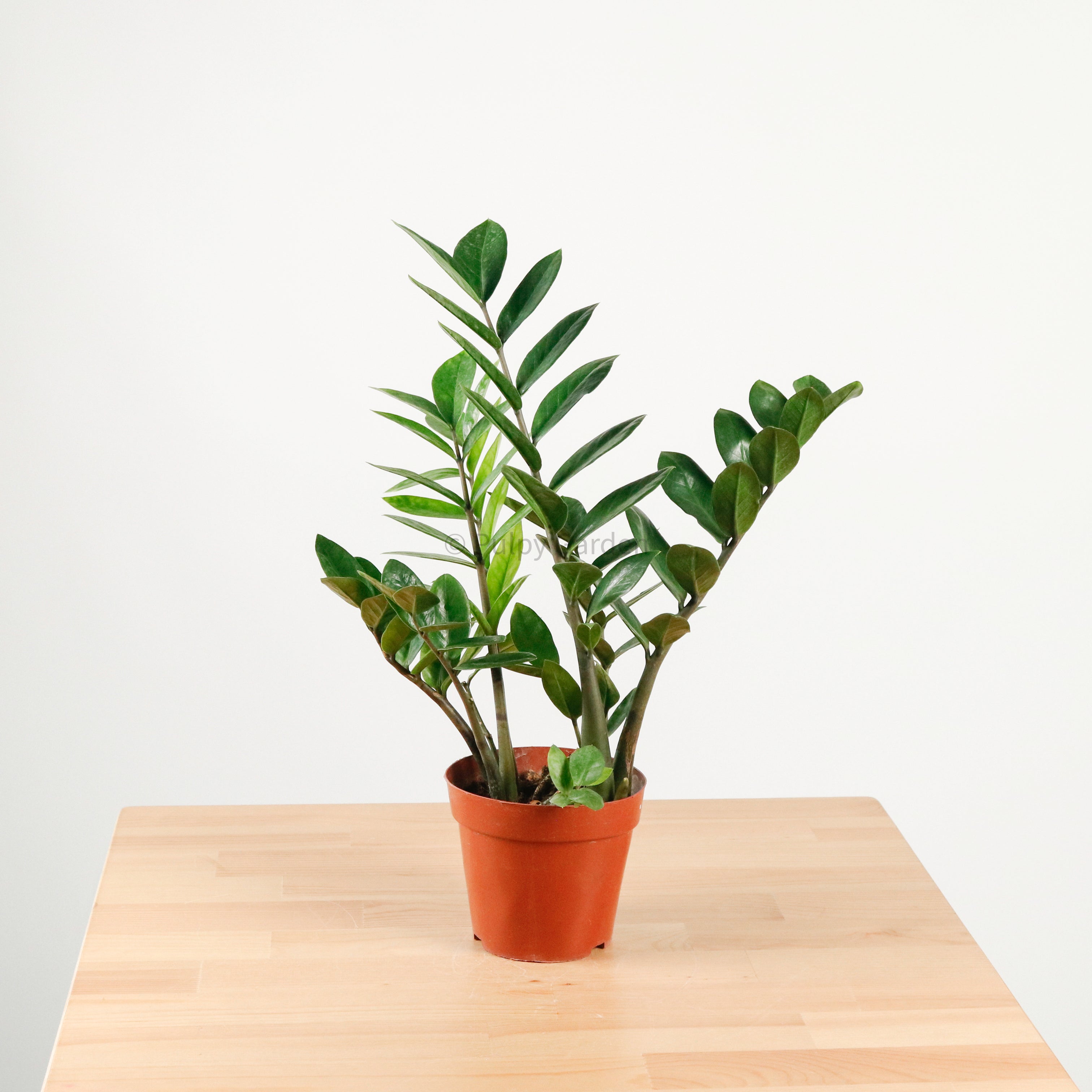 where to place zz plant in feng shui ZZ Plant aka jin qian shu (金钱树) in Nursery Grow Pot – Pulpy Garden