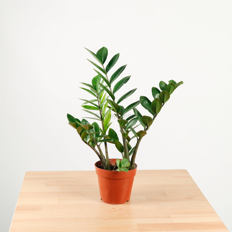 ZZ Plant aka jin qian shu (金钱树) in Nursery Grow Pot
