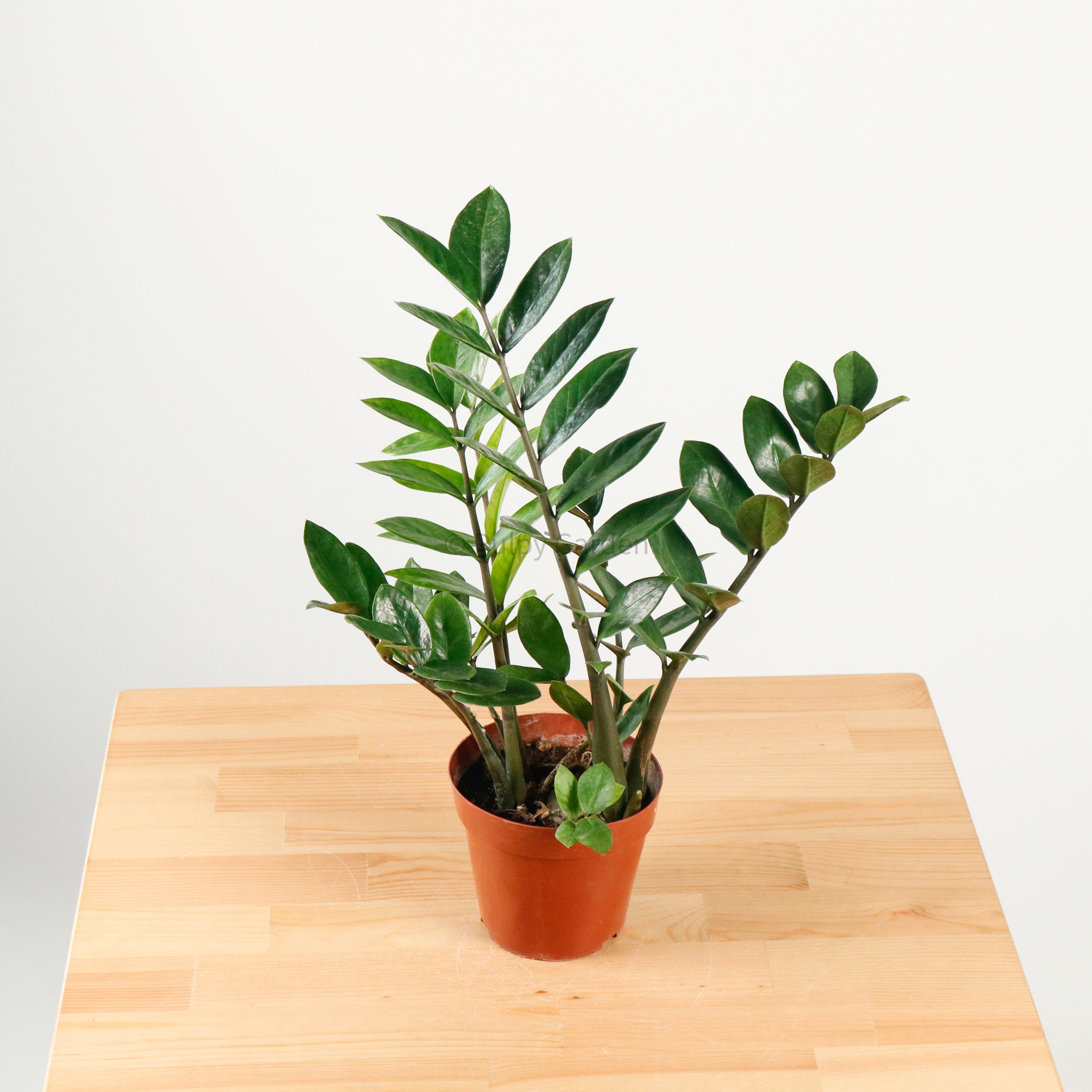 feng shui zz plant ZZ Plant aka jin qian shu (金钱树) in Nursery Grow Pot – Pulpy Garden