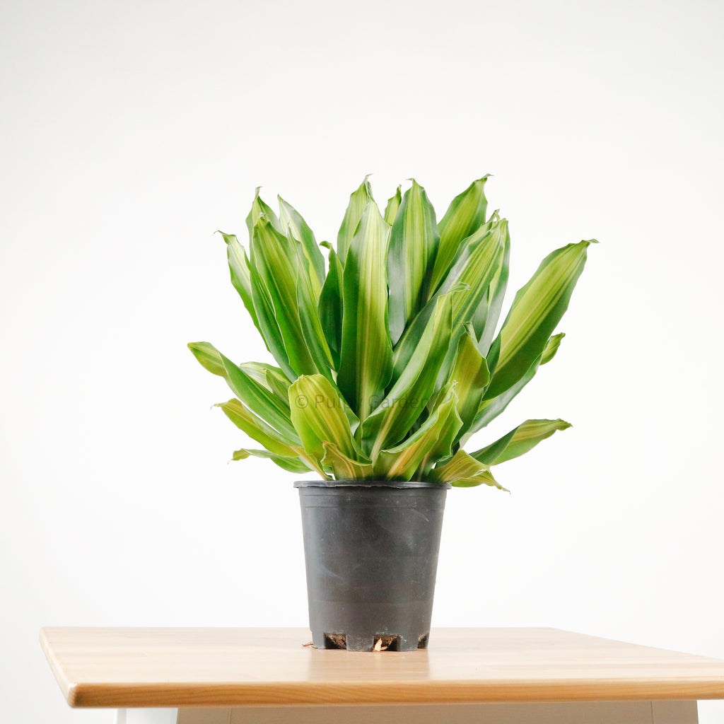 Dracaena Fragrans (M) Burley in Nursery Grow Pot