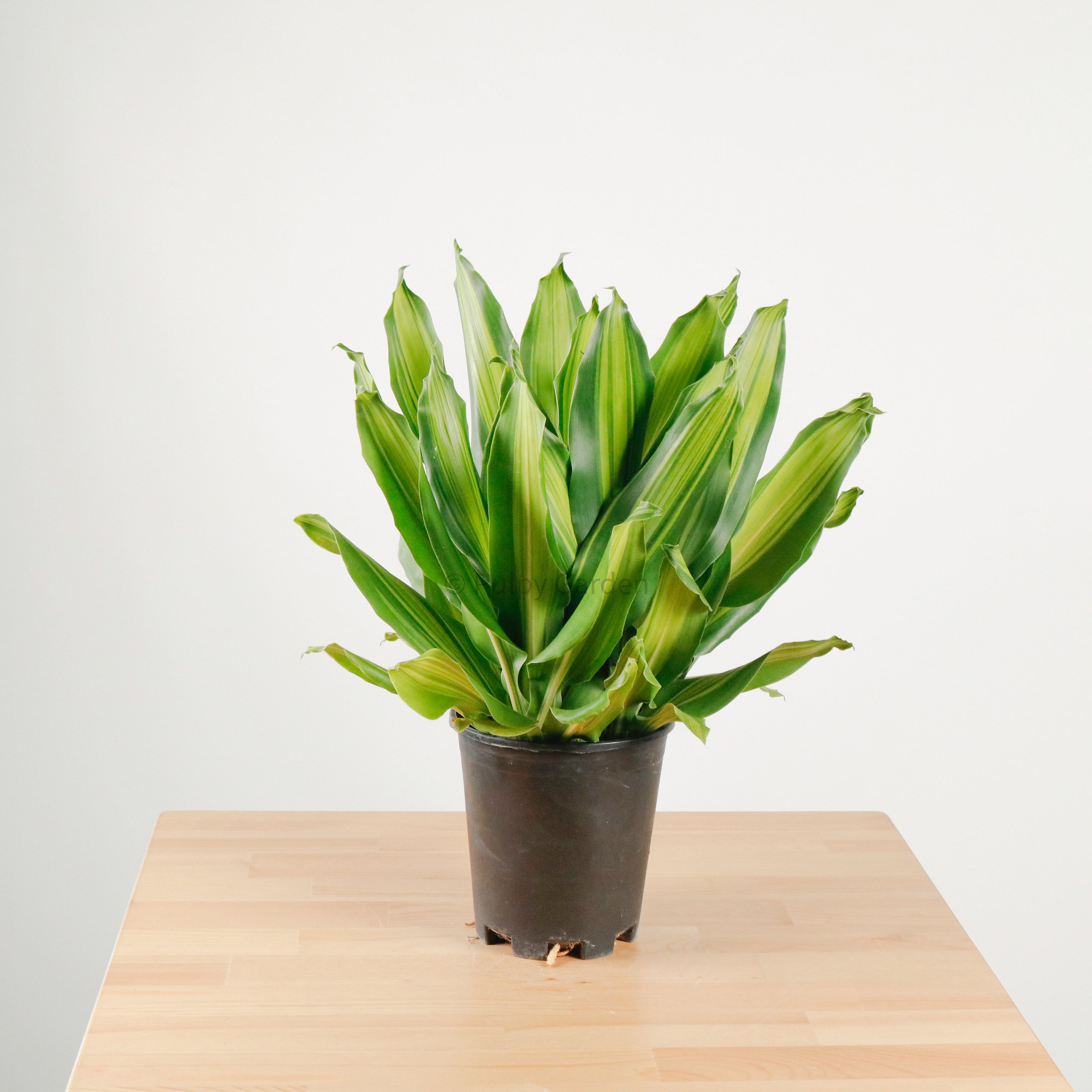 dracaena fragrans height Dracaena Fragrans (M) Burley in Nursery Grow Pot – Pulpy Garden