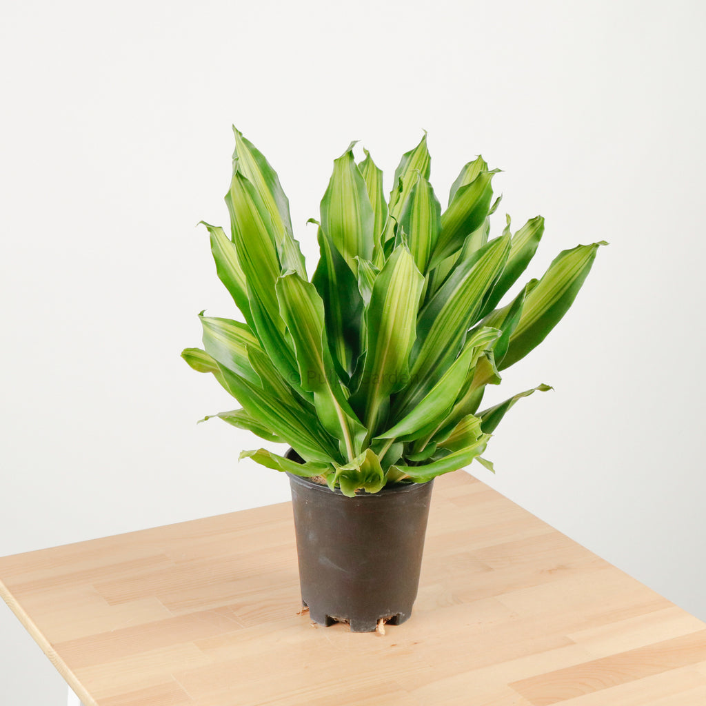 Dracaena Fragrans (M) Burley in Nursery Grow Pot