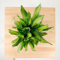 Dracaena Fragrans (M) Burley in Nursery Grow Pot